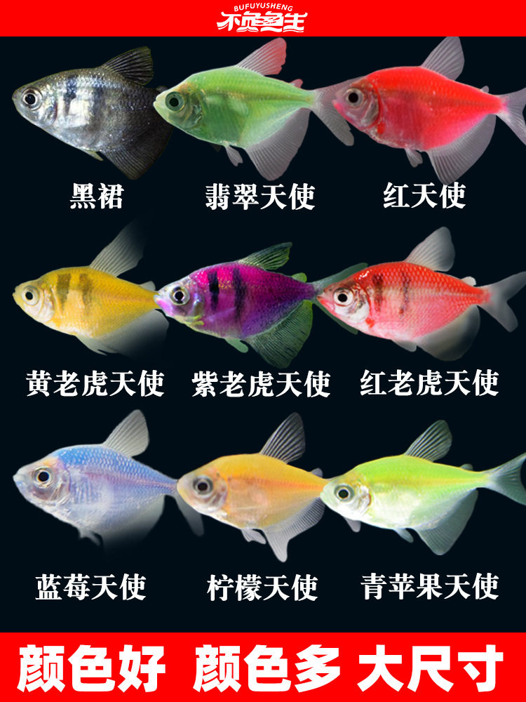 Angelfish Ornamental Fish Hardy Small Tropical Fish Freshwater Fish Colorful Zebra Light Fish Group Swimming Fish Live Fish Fry