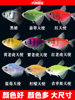 Angelfish Ornamental Fish Hardy Small Tropical Fish Freshwater Fish Colorful Zebra Light Fish Group Swimming Fish Live Fish Fry