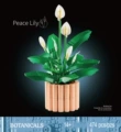 Peace Lily