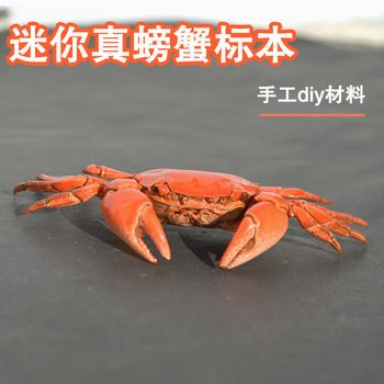 Natural Real Crab Specimen Small Mini DIY Handmade Materials Science Laboratory Early Education Animal Shell