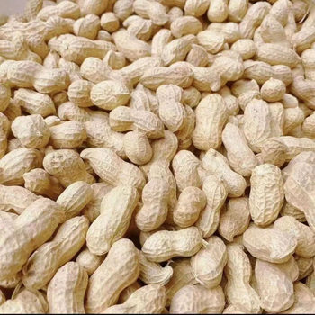 Seasonal Sun-Dried Raw Peanuts, Shelled Peanuts, Large White Sand Peanuts, Raw Peanuts with Skin
