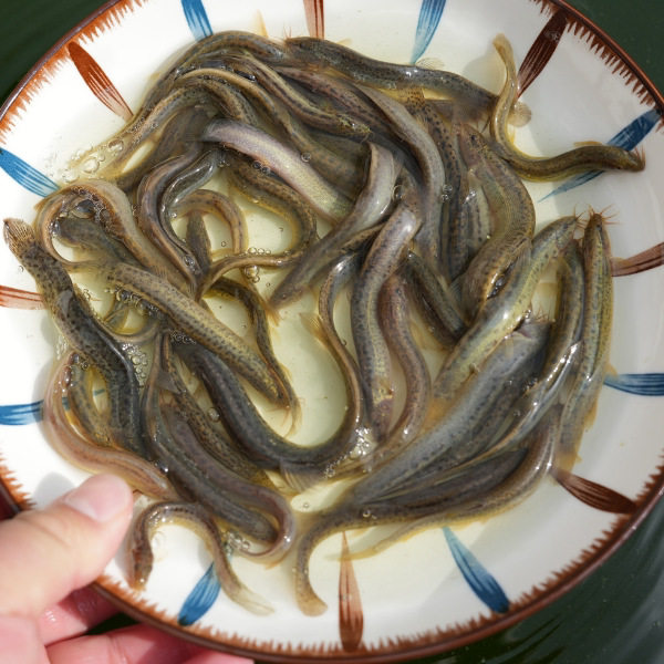 Taiwan Loach Fry Fresh Small Loach Local Loach Live Bait Turtle Dragon Fish Pet Feed Loach Fry Wholesale