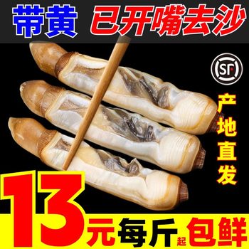 Fresh King Clam Meat, Bamboo Clam Seafood, Fresh Bamboo Clam with Yellow Flesh