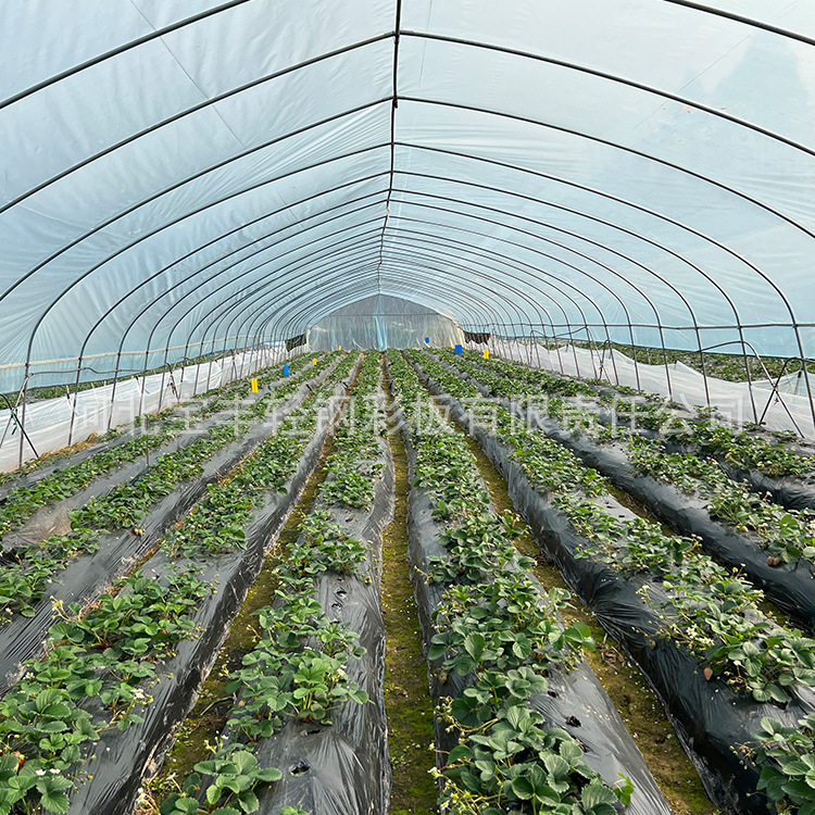 Manufacturers Selling Hot Agricultural Greenhouses Plastic Film Multi-Span Greenhouses