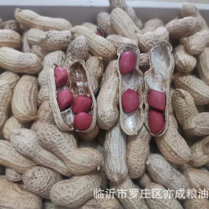 Shelled red Peanut Wholesale Sun-dried Raw Peanut 49.5 Jin Cereals New Small Seed Red Coat Peanut Northeast 4