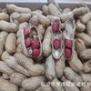 Shelled red Peanut Wholesale Sun-dried Raw Peanut 49.5 Jin Cereals New Small Seed Red Coat Peanut Northeast 4