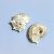 Круглая шипастая улитка с серебряным ртом (3-4 см, диаметр 1-1,3 см)