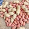 Fresh Shelled Peanuts, Dried Raw Peanuts, Farm Sun-Dried Pink-Skinned Peanuts, Seasonal New Goods, Commercial Wholesale