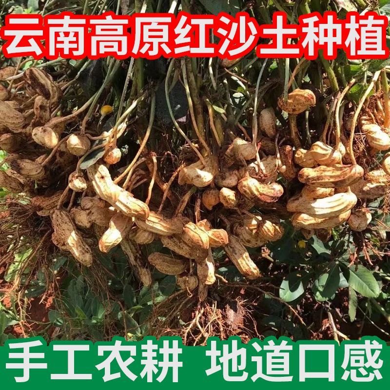 New Peanuts Yunnan Specialty Dry Goods Gourmet Black Peanut Fruit Black Leather Peanut Shelled 200g Bag