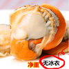 Large Scallop Meat Fresh Quick-Frozen with Yellow Ice-Free Seafood Fresh Frozen Wild Vacuum Packaging 250g