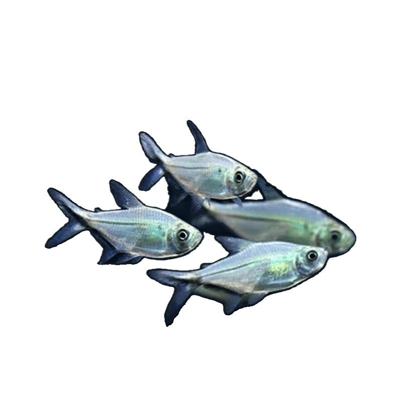 Black-Tailed Big Hook Fish Group Swimming Fish Tank Freshwater Ornamental Fish Tropical Fish Small Light Fish Easy to Raise