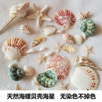 Gash Shell Conch Sea Star Sea Urchin Shell Kindergarten diy Shell Photo Frame Fish Tank Landscape Large Conch Shell