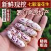 Colorful Raw Peanuts 100g Direct from Manufacturer, Seamless Wholesale, Excellent Price, In-Stock Distribution, Popular on Douyin, Kuaishou, and Pinduoduo