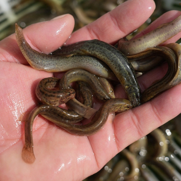 Taiwan Loach Fry Fresh Small Loach Local Loach Live Bait Turtle Dragon Fish Pet Feed Loach Fry Wholesale