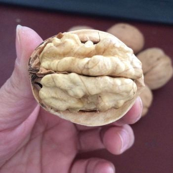 Authentic Xinjiang thin peel walnut paper Peel large walnut Aksu city thin peel walnut original flavor raw food wholesale and retail
