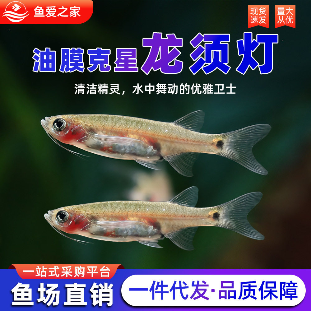 Large Dragon Beard Gourami Fish Surface Oil Film Remover Black Mary Fish Grass Tank Cleaning Tool Tropical Ornamental Fish Tank
