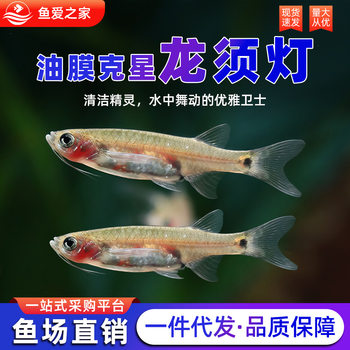 Large Dragon Beard Gourami Fish Surface Oil Film Remover Black Mary Fish Grass Tank Cleaning Tool Tropical Ornamental Fish Tank