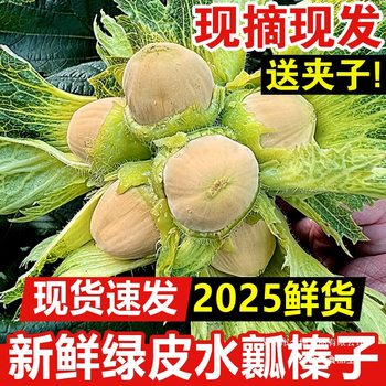 Fresh Green-Skinned Hazelnuts from Northeast China, Raw Hazelnuts with Green Skin, Hazelnuts with Skin, Large Hazelnuts Grown in Taiping, 25