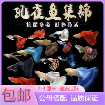 Guppy Purebred Ornamental Fish Small Freshwater Easy-To-Keep Tropical Fish Durable and Hardy Guppy Factory Direct Sale Direct Shipping