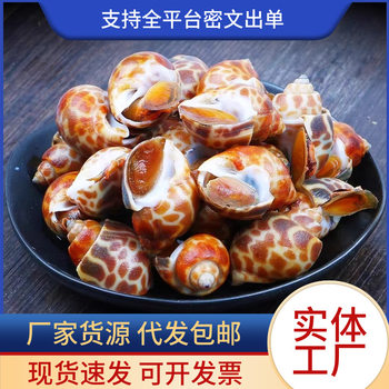 Flower Snail Fresh Fresh Conch Seafood Aquatic Fresh Frozen Dongfeng Snail Large Flower Snail Shellfish Commercial
