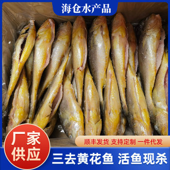 Ningde Three Yellow Croaker Fresh Quick-Frozen Fresh Sea Fish with Scales, Gills and Internal Organs Removed Large Yellow Croaker Factory Wholesale