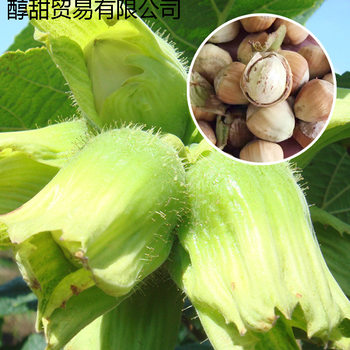 2025 Fresh Northeastern Hazelnuts with Green Skin and Juicy Flesh, New Arrival from Huanren Pingou Wild Mountain Raw Hazelnuts with Free Shipping