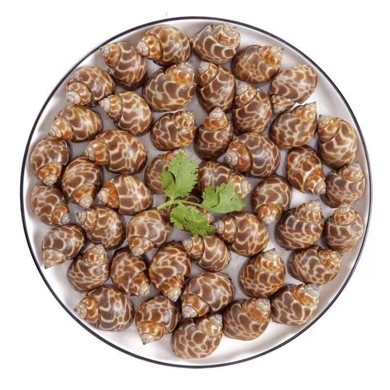 Fresh Live Large Conch Snail Seafood Frozen Dongfeng Snail Large Flower Snail Shellfish