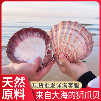 Natural handmade ornaments large fish tank shell decoration Net red shop creative lion claw shell pink tray spot wholesale