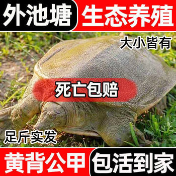 Ecologically Raised Male and Female Large Turtles, Tortoises, Water Turtles, Live Chinese Turtles, Old Turtles
