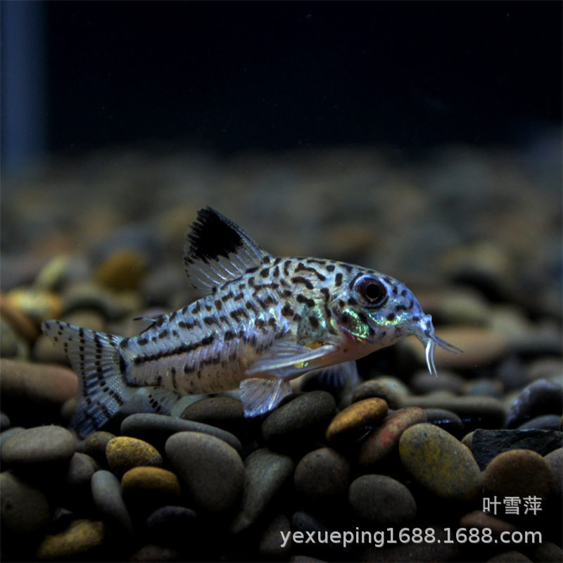 Jasmine rat fish live three-line leopard Mouse Cleaning tool fish low habitat rat fish tropical ornamental fish fishing ground straight hair