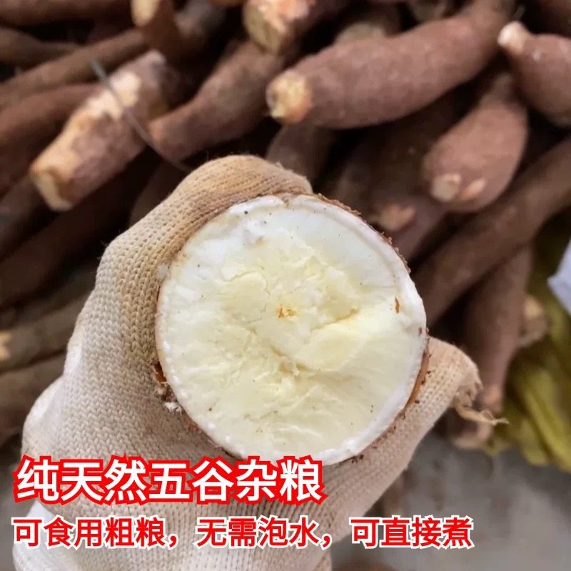 Freshly dug yellow-heart cassava, a specialty of Guangxi, farmer’s yellow meat bread, chestnut sweet potato and syrup store, peeled and eaten