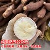 Freshly dug yellow-heart cassava, a specialty of Guangxi, farmer’s yellow meat bread, chestnut sweet potato and syrup store, peeled and eaten