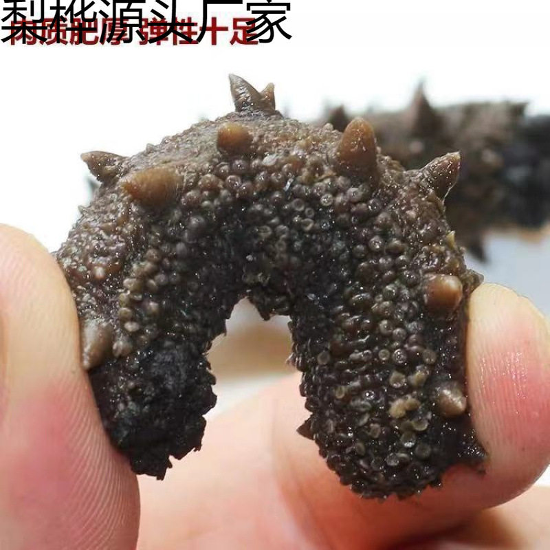 Dalian Semi-Dried Sea Cucumber Salted Sea Cucumber Semi-Dried Jar Salted Sea Cucumber 40-80 Heads Shipped from the Original Place of Production