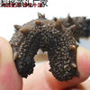 Dalian Semi-Dried Sea Cucumber Salted Sea Cucumber Semi-Dried Jar Salted Sea Cucumber 40-80 Heads Shipped from the Original Place of Production
