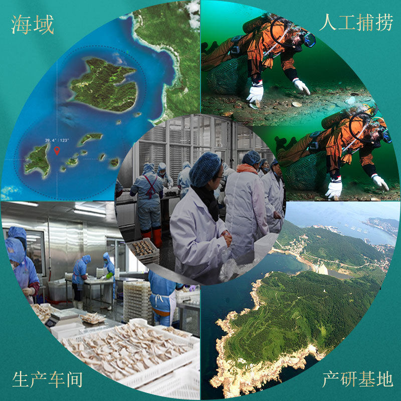 Wholesale Fresh Deep-Sea Scallops, Shelled and Cleaned, Pure Meat for Sashimi, White Ivory Scallops for Commercial Use, Dropshipping