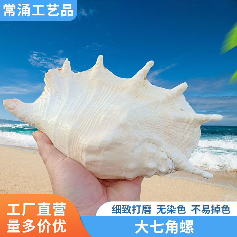 Large Seven-Sided Conch Shell, Conch, Starfish, Fish Tank, Aquarium, Creative Landscaping, Hermit Crab Replacement Shell, Decorative DIY Ornaments
