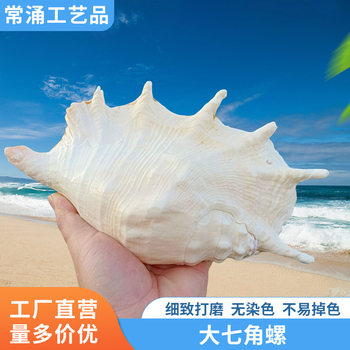 Large Seven-Sided Conch Shell, Conch, Starfish, Fish Tank, Aquarium, Creative Landscaping, Hermit Crab Replacement Shell, Decorative DIY Ornaments