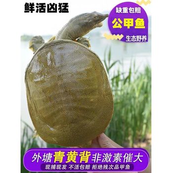 Fresh Wild Water Turtles, Chinese Softshell Turtles, Ecologically Raised Edible Turtles, Wholesale