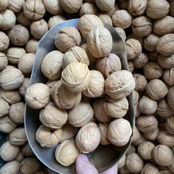 2025 New Arrivals Xinjiang Original Thin-Skinned Small Walnuts Bagged Paper-Skinned Walnuts Snacks Nuts New Year Goods Wholesale