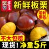 2025 Fresh Dandong Chestnuts 2.5kg Fresh Chestnuts Tender Large Chestnut Wild Chestnut New Oil Chestnuts 10 Pieces