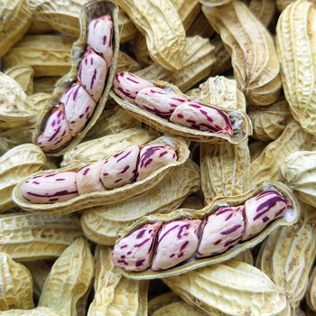 Colorful Peanuts, Yunnan Specialty, Shelled and Sun-Dried 2024 New Peanuts, Cooked Original Salty Dried Colorful Peanuts