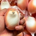 Student party puppy egg