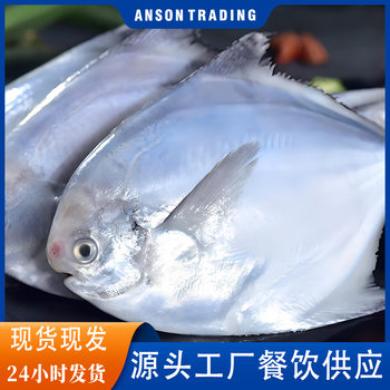 Fresh Silver Pomfret Frozen Seafood Sea Fish White Pomfret King Size Sea Catching Wild Wholesale Household