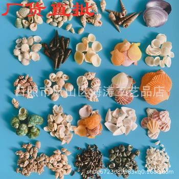 Natural Conch Shell Crafts Sold by the Pound for Aquariums, Photography, Student and Children's Education, Mining, and Marine Use