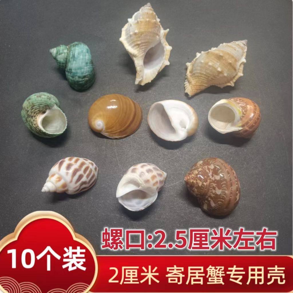 Special Replacement Conch Shell for Hermit Crabs, Natural Conch Landscaping Decoration, Spare Shell for Fish, Fish Tank Shell Ornaments