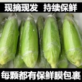 Фруктовая кукуруза желтая сладкая фруктовая кукуруза 10 кг овощей свежая свежесобранная сладкая кукуруза для беременных суперсладкий заменитель кукурузы быстрого приготовления