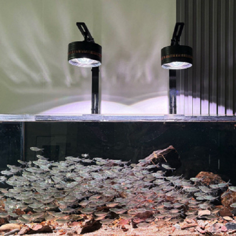 Black-Tailed Big Hook Fish Group Swimming Fish Tank Freshwater Ornamental Fish Tropical Fish Small Light Fish Easy to Raise