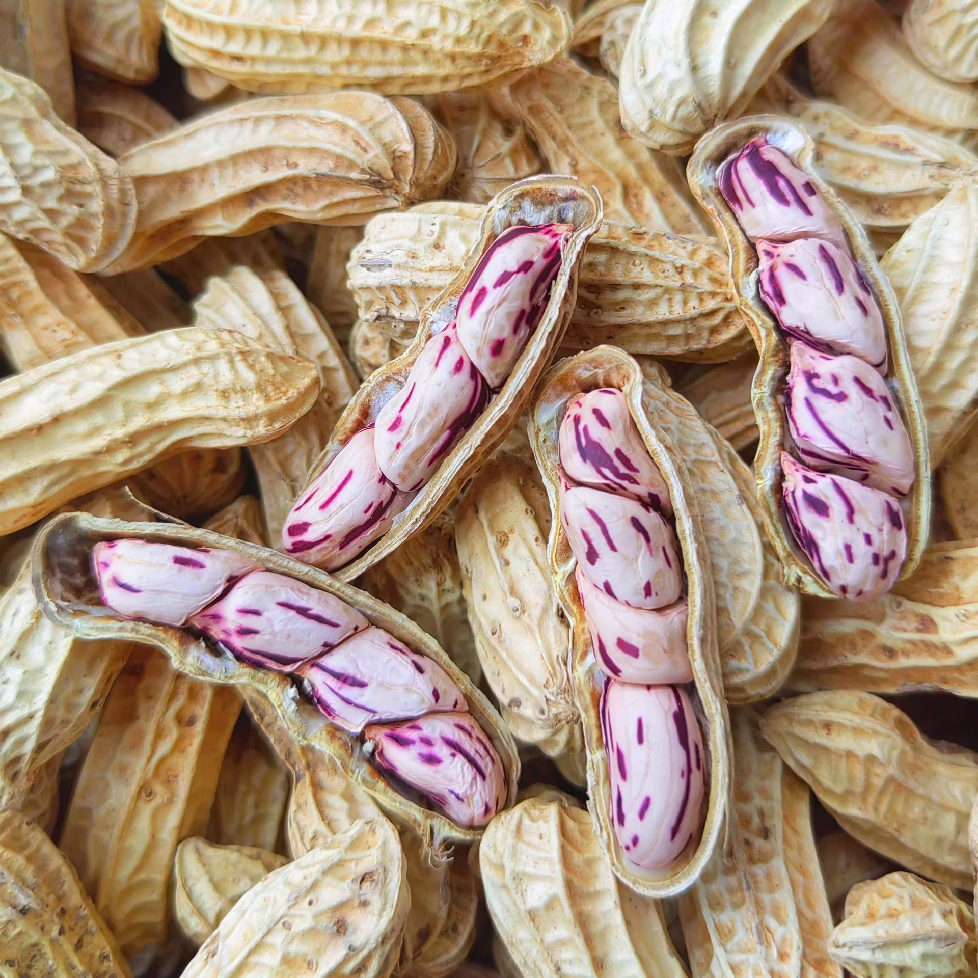 Wholesale new colorful peanuts dried in the sun with shells Yunnan Pu 'er colorful peanuts can be distributed on behalf of 500g