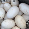 Extra Large Double Yellow Goose Eggs, Fresh Farm-Raised Free-Range Goose Eggs, Damage Guaranteed, Wholesale Whole Box