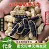 Yunnan Selenium-Rich Black Peanuts 250g Shelled Small Peanuts with Sweet Black Skin Healthy Stomach-Nourishing Snacks Black Peanuts